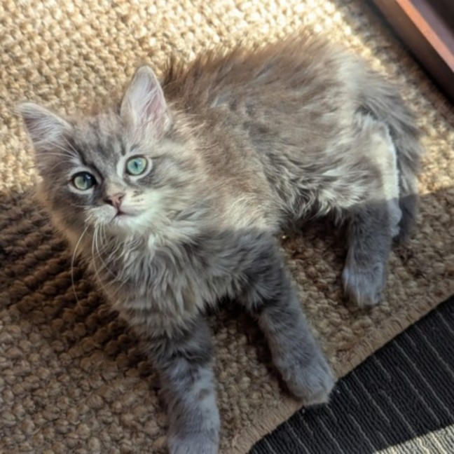 Photo of Stella **2nd Chance Cat Rescue**