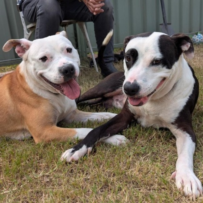 Photo of Chief & Patch