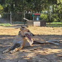 Photo of Sandy, The Greyhound