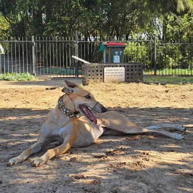 Photo of Sandy, The Greyhound