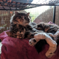 Photo of Pumpkin (& Muhma) ** 2nd Chance Cat Rescue**