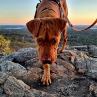 Photo of Tucker