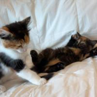 Photo of Sage & Fennel