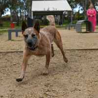 Photo of Rusty