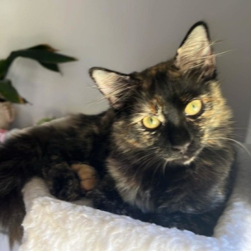 Berry - Domestic Short Hair (DSH) Cat