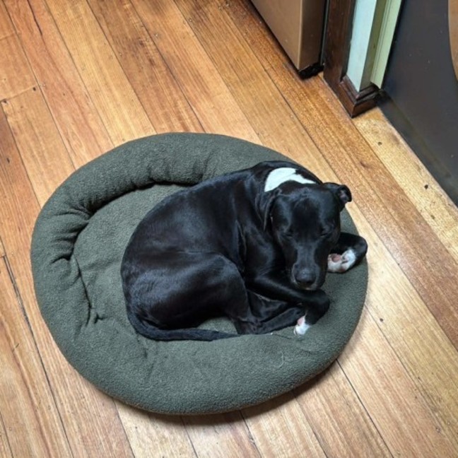 Photo of Onyx