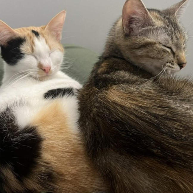 Photo of Pixie & Phoenix 