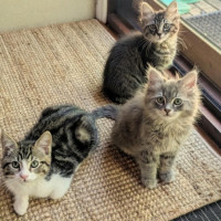 Photo of Stella **2nd Chance Cat Rescue**