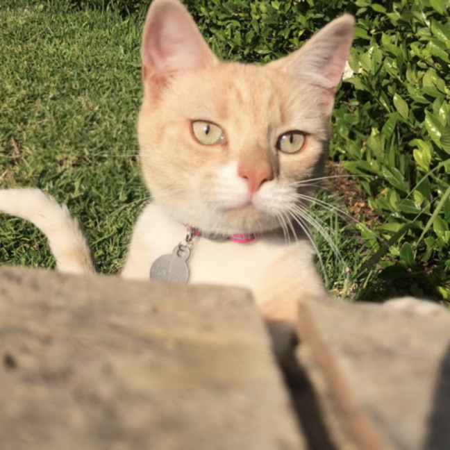 Photo of Finnegan