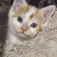 Photo of Narla 😻🐾