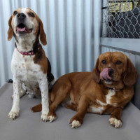 Photo of Ginger & Amy