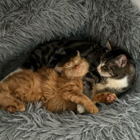 Photo of Ginger (Ginny) 