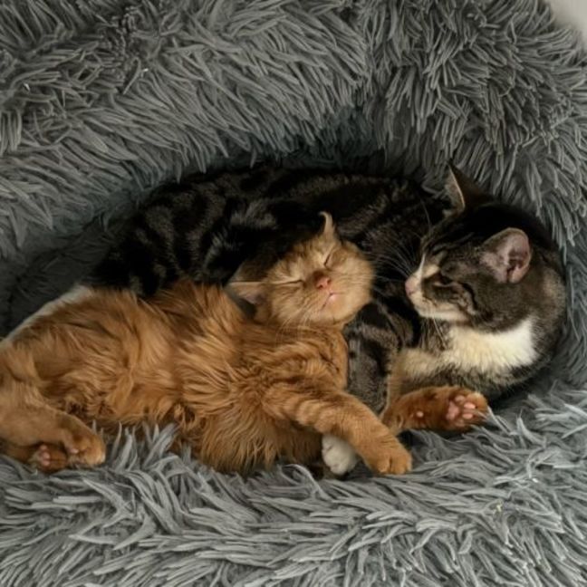 Photo of Ginger (Ginny) 