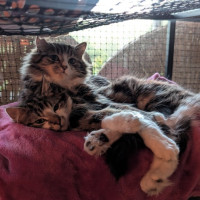 Photo of Muhma ( & Pumpkin) 2nd Chance Cat Rescue**