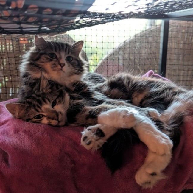 Photo of Muhma ( & Pumpkin) 2nd Chance Cat Rescue**