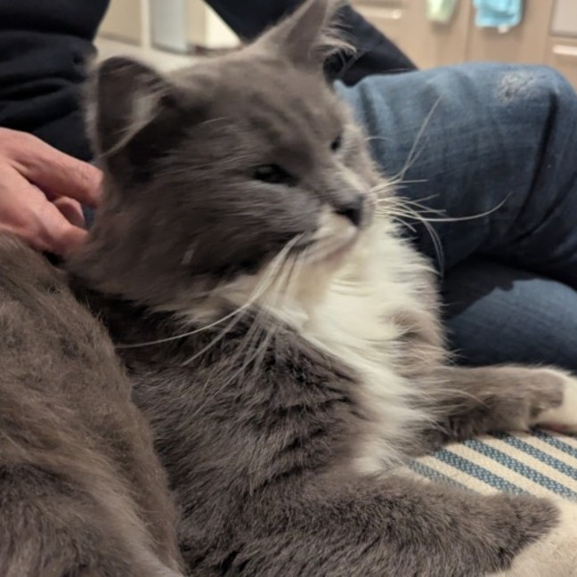 Photo of Baby Boy Blue