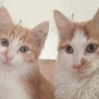 Photo of Lankey & Donkey Kong 