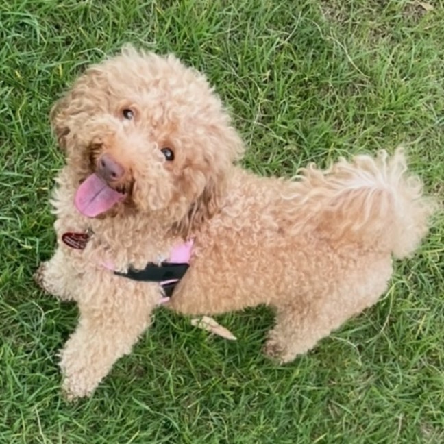 Photo of Shortcake