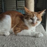 Photo of Nunu ** 2nd Chance Cat Rescue**