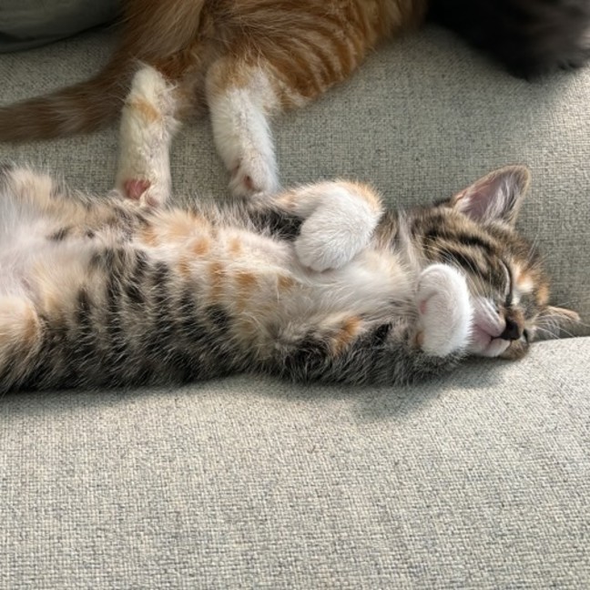 Photo of Mabel