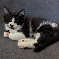 Photo of Fred Astaire