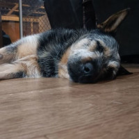 Photo of Buddy