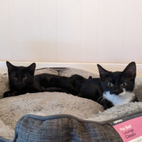 Photo of Kiki (With Nemo)