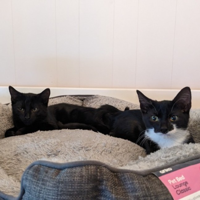 Photo of Kiki (With Nemo)