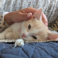 Photo of Piper