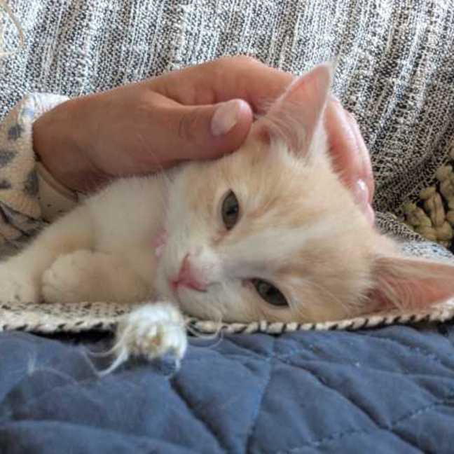 Photo of Piper