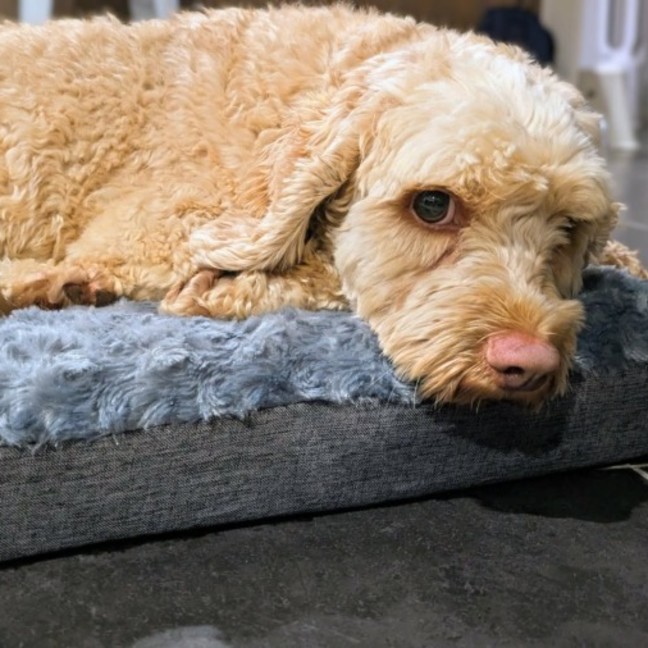 Photo of Pickles