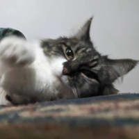 Photo of Jeannie! 😻