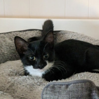 Photo of Kiki (With Nemo)