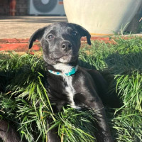 Photo of Dudley