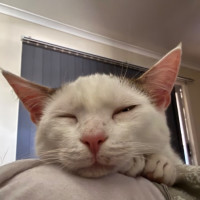 Photo of Coconut