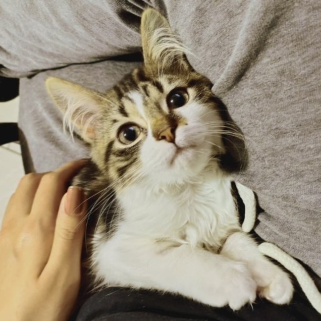 Photo of Lychee