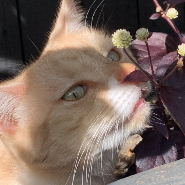 Photo of Finnegan