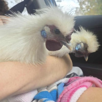 Photo of Julius & Antonio