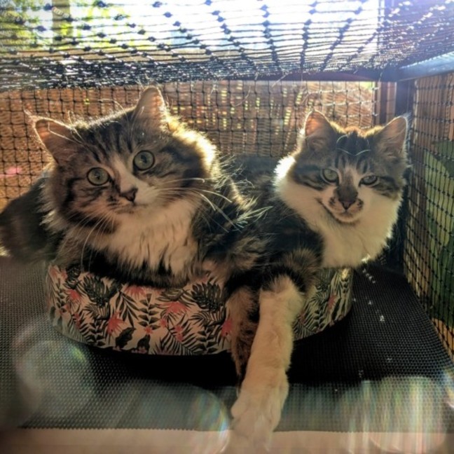 Photo of Pumpkin (& Muhma) ** 2nd Chance Cat Rescue**