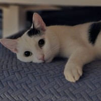 Photo of Pumpkin
