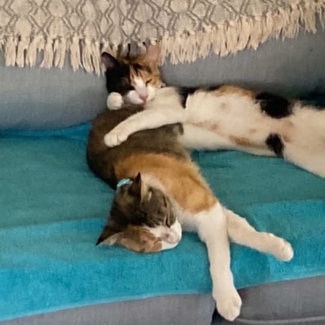 Photo of Holly & Angel