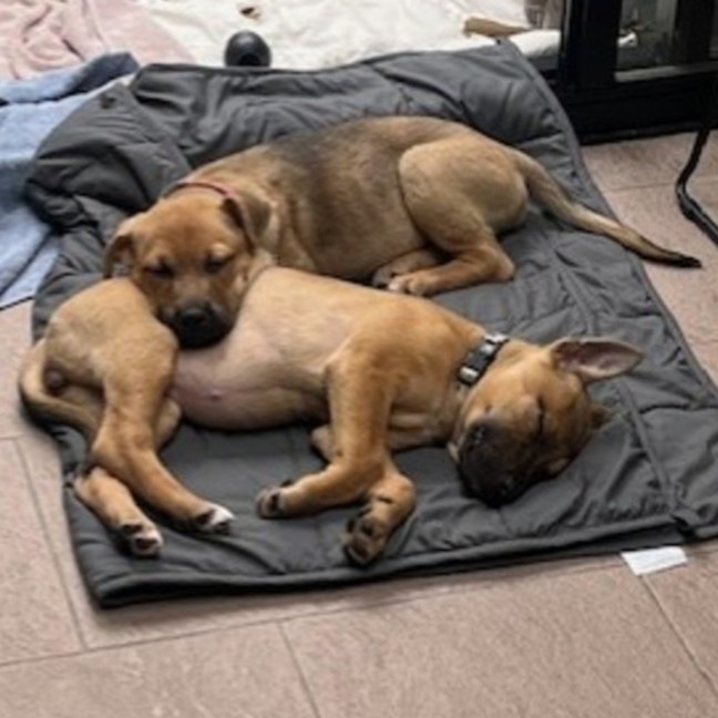 Photo of Bindi Irwin