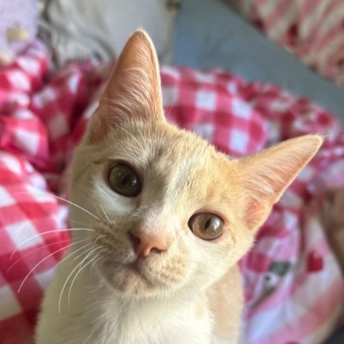 Niklaus - Domestic Short Hair (DSH) Cat