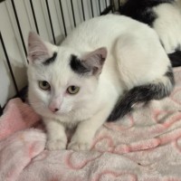 Photo of Cosmo
