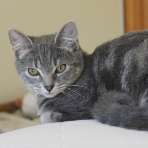 Astrid - Domestic Short Hair (DSH) Cat
