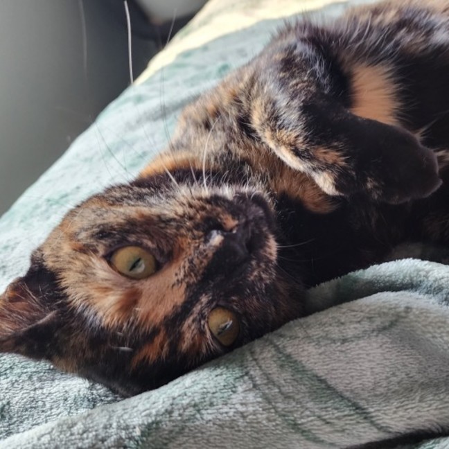 Photo of Honey