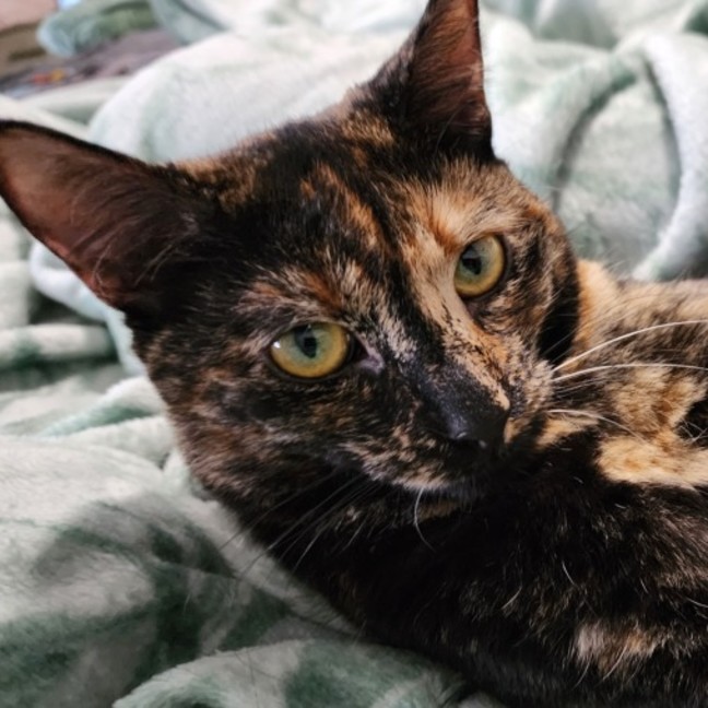 Photo of Honey