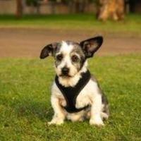 Photo of Gizmo Peggotty