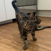 Photo of Pebbles *9 Lives Project Rescue*