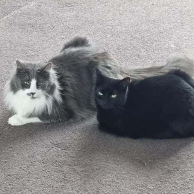 Photo of Shadow